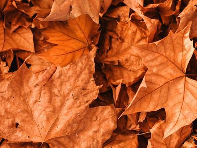 Nature scavenger hunt finds